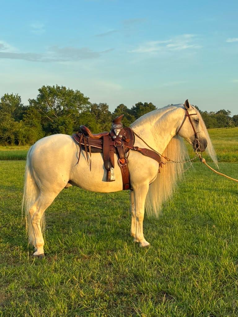 Inspira Ranch saddled horse in golden-hour pasture