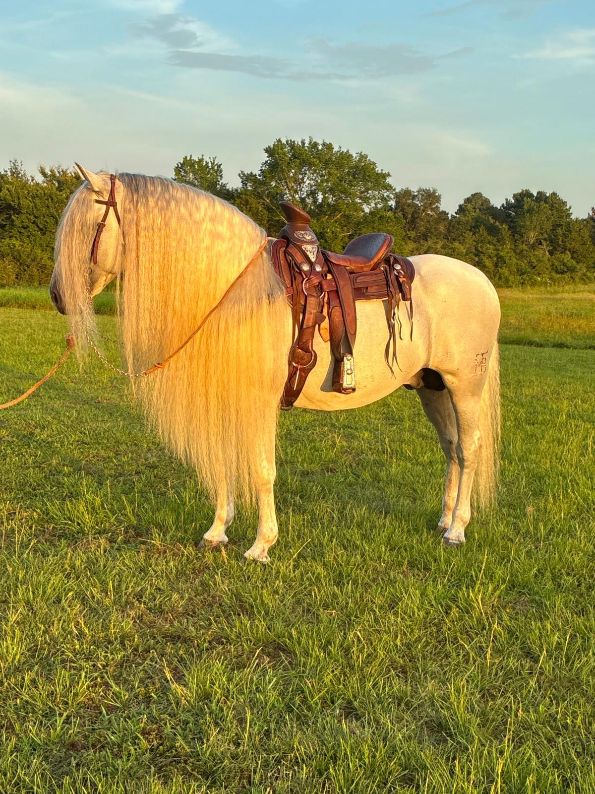 Horse for a quinceañera — Inspira Ranch quinceañera venue near Houston, Livingston TX
